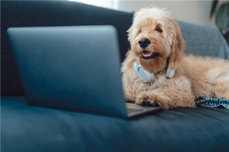 "DogPhone" Điện thoại Thông Minh cho cún cưng nhà bạn